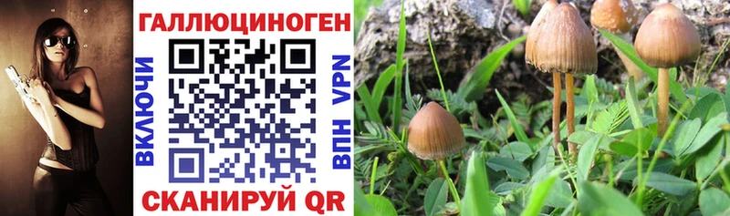 Псилоцибиновые грибы MAGIC MUSHROOMS  Купить где  Суровикино 